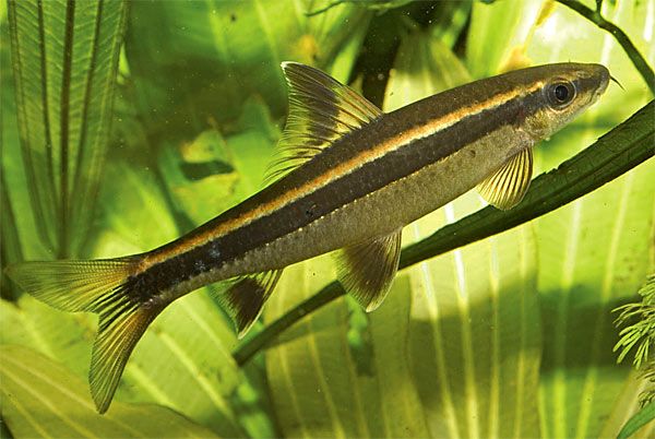 Рыбка Сиамский Водорослеед 3-5 см