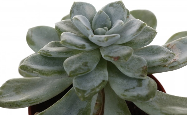 Рослина кімнатна Сукулент мікс 5х8 см