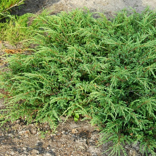 Растение Можжевельник обыкновенный / Juniperus communis Repanda С100