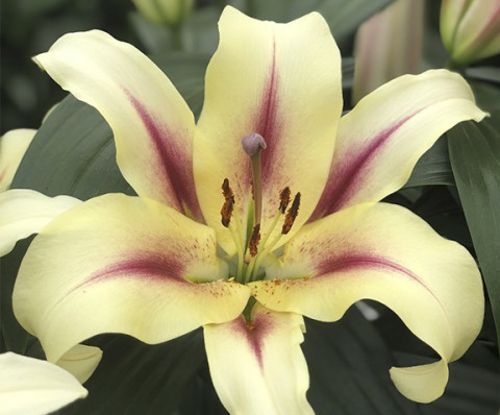 Луковица Яскрава Лилия OT гибрид гигантская Lavon 1 шт.