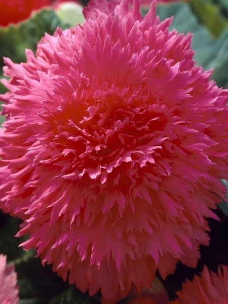 Клубень бегонии фимбриаты Розовой 1 шт. 