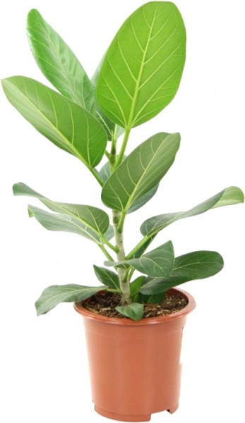 Растение комнатное Фикус бенгальский Audrey d21/h50