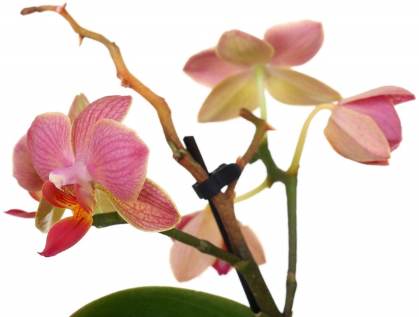 Рослина Фаленопсіс міні мікс 6/20