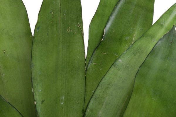 Рослина Сансевьера Laurentii 14/50