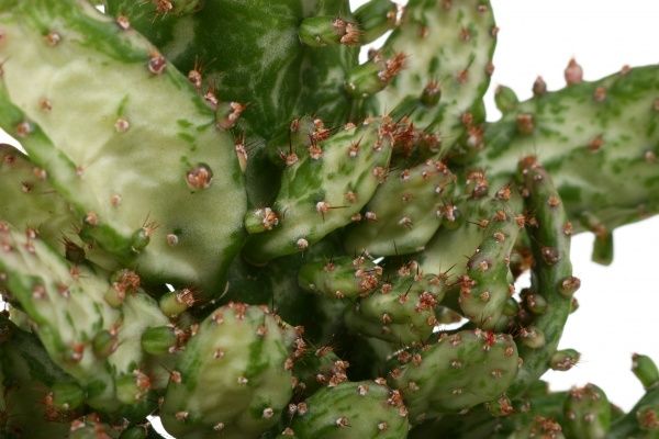 Растение Опунтия микс 10х20-30 см