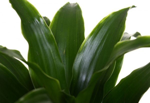 Рослина Драцена Компактa 12/30