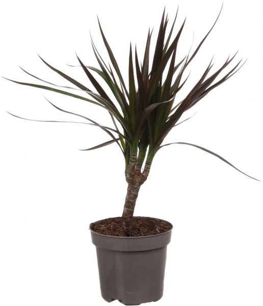 Растение Драцена Маргината d11/h40