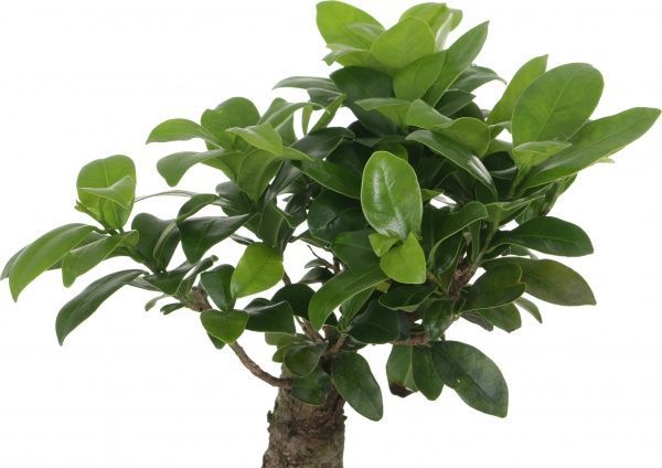 Рослина Фікус-бонсай Гінсенг 12/35