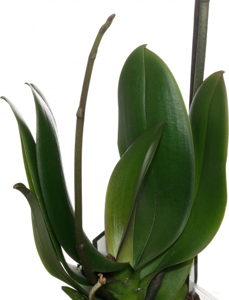 Растение комнатное Фаленопсис микс 1рр, 3/5 + 12/50