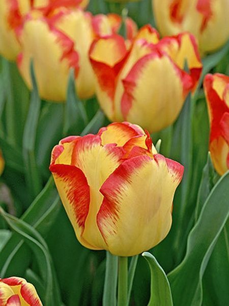 Цибулина TUBERBULB Export B.V. тюльпана простого раннього Кейп Таун 3 шт. 