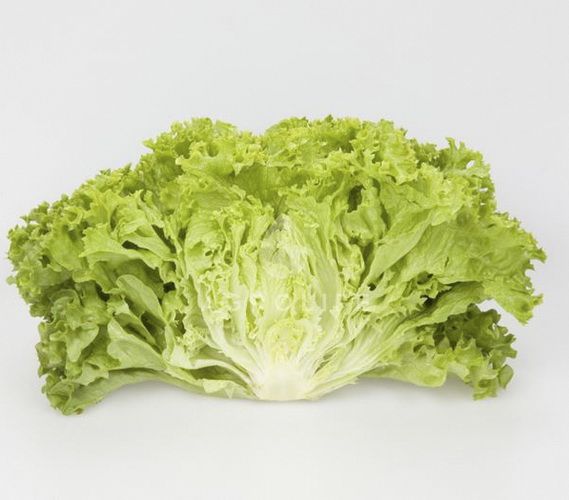 Семена Садовий Світ салат листовой Алеппо (Rijk Zwaan) 10 шт. (4823095601510)