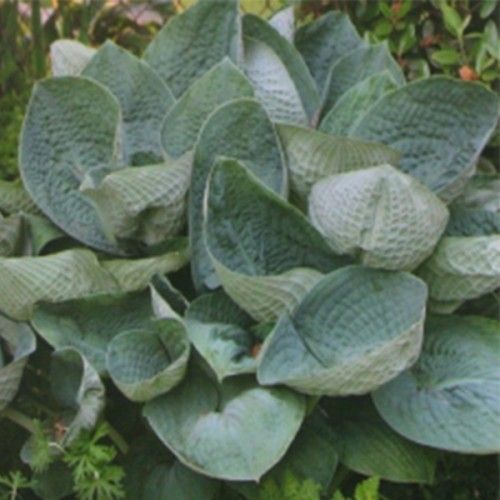 Корневище Яскрава Хоста Big Father 1 шт. 