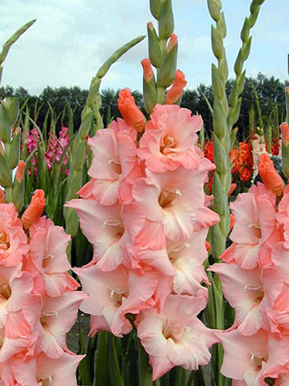 Бульбоцибулина гладіолуса Нью Реліз 3 шт. TUBERBULB Export B.V.