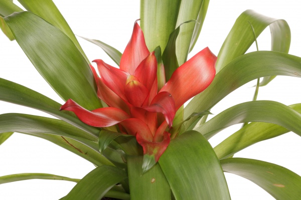 Растение гузмания минор рондо 9х20 см