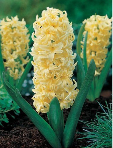 Цибулина Яскрава City of Haarlem 2 шт. 