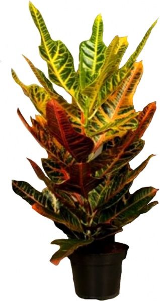 Растение комнатное Кротон 17/70 Codiaeum Excellent