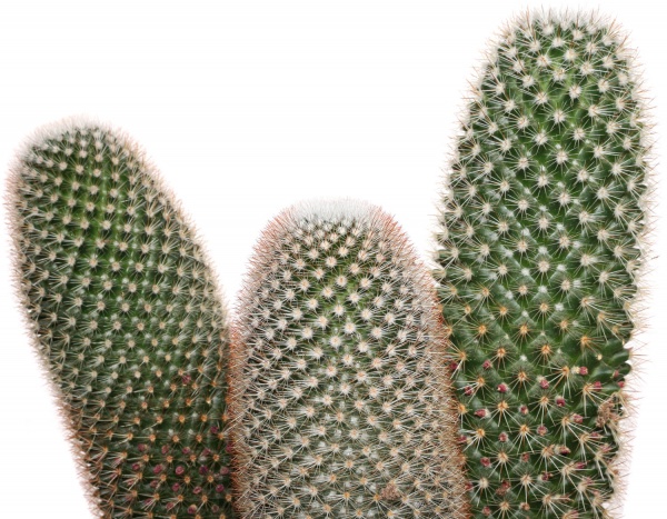 Кактус цериус d19 / 50 см