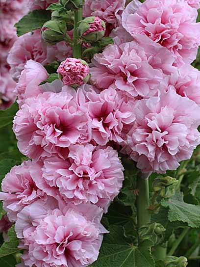 Корневище мальвы махровой розовой 1 шт. 