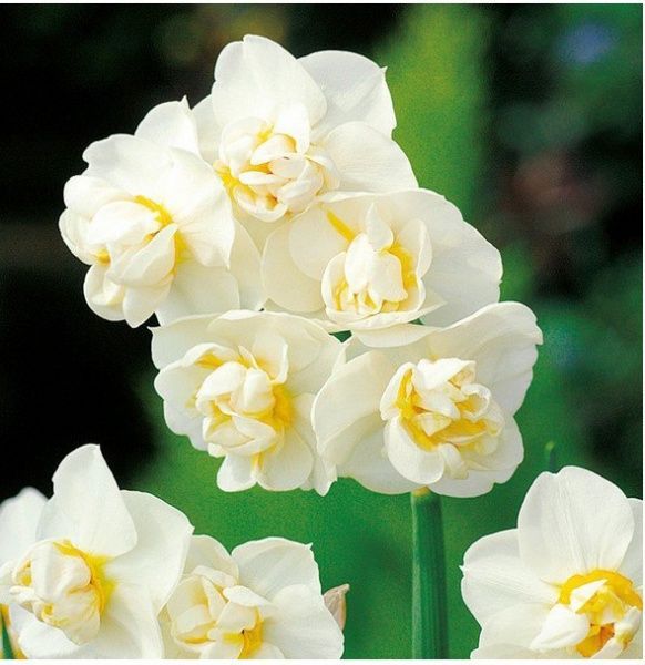 Луковица Яскрава Cherfulness 2 шт. 