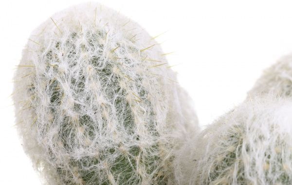 Рослина Кактус 11х20 см