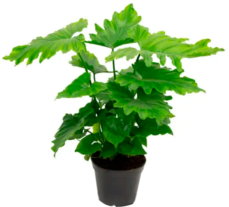 Растение Филодендрон Shangri-la 14x35 см