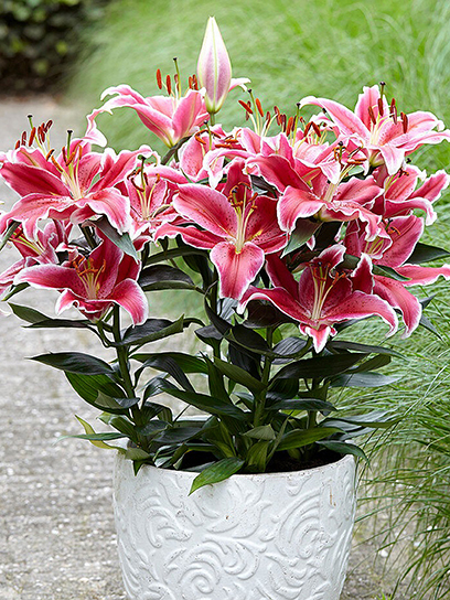 Цибулина VWS EXPORT – IMPORT OF FLOWERBULBS B.V. лілії східної горщикової Старлайт Експрес 1 шт.