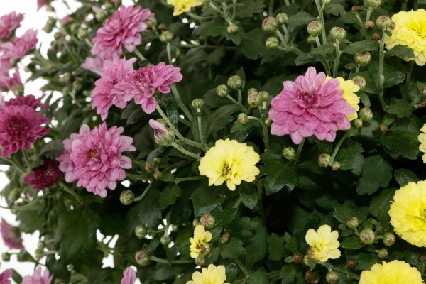 Растение Хризантема микс подвесная 25x40 см