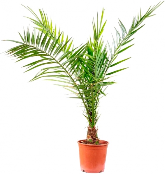Растение Фінік Канарський d15/h60