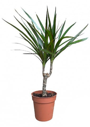 Растение Драцена мариганта штамб d12/h45