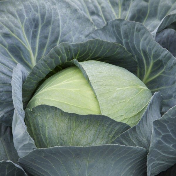 Семена Професійне насіння капуста белокочанная Саксесор F1 20 шт. (4820176695710)