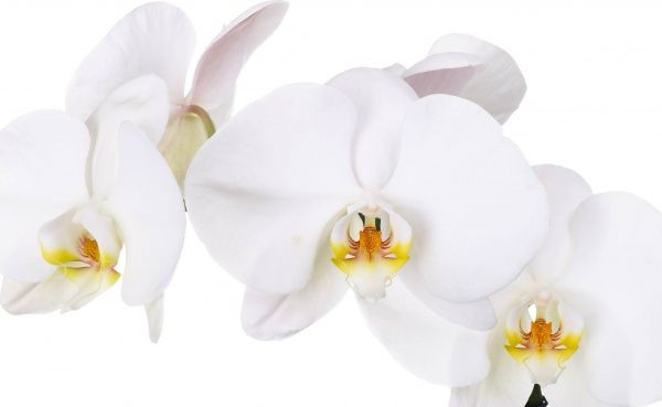 Растение комнатное Фаленопсис 1 ствол белый XXL 15x90 см