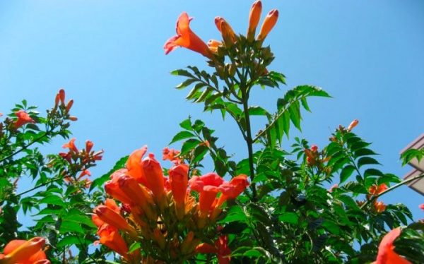 Саженец Кампсис укоренительный Flamenco (K23-S23 h40-60 C2)