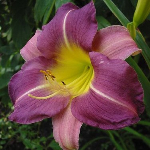 Корневище Яскрава Лилейник Blue Sheen 