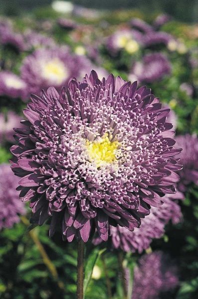 Насіння Професійне насіння айстра принцеса Бенарі суміш 30 шт. (4823058203096)