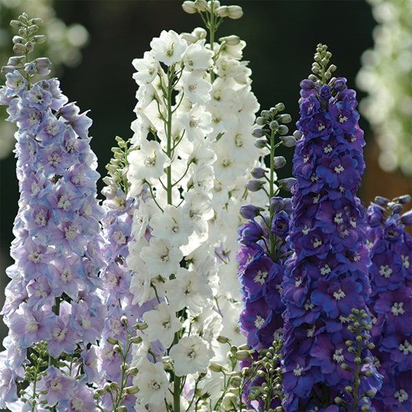 Рослина Дельфініум мікс