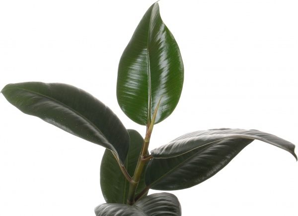 Рослина Фікус elastica Abidjan 12х35 см