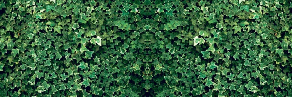 Фотосетка Зеленый плющ 300х100 см 