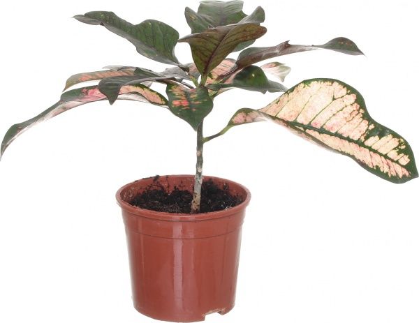 Растение Кротон микс 12/30