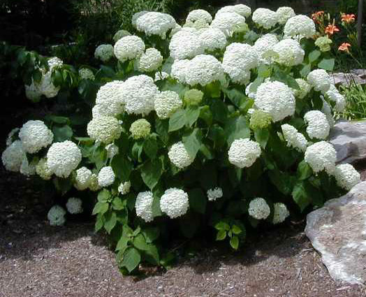 Рослина Гортензія древовидна Анабель С 2-4