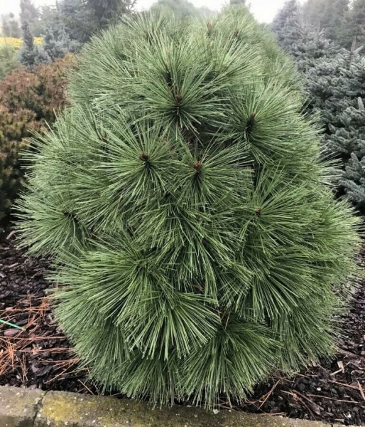 Растение Сосна джеффрея / Pinus jeffreyi Joppi, С10 Ра 80-100