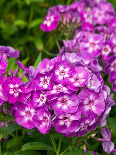 Корневище флокса Лаура 1 шт. 