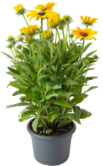 Растение Рудбекия блестящая Goldsturm С3