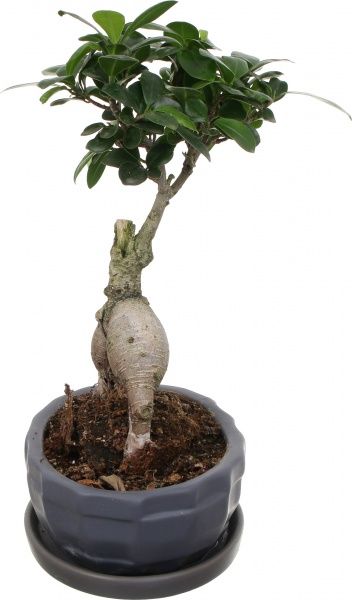 Растение Бонсай-фикус microcarpa Ginseng 17х45 см