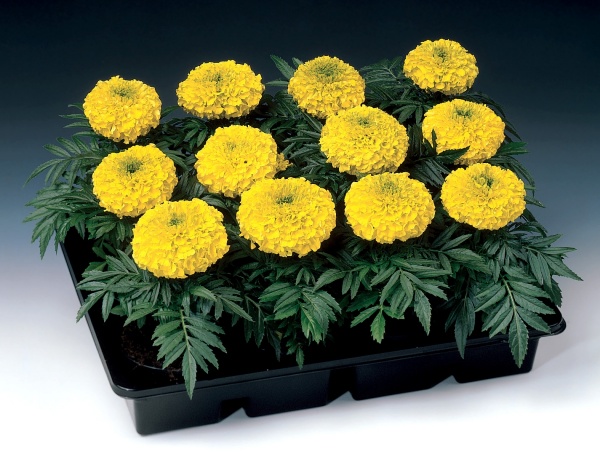 Семена Професійне насіння бархатцы Антигуа F1 смесь 20 шт. (4823058203461)