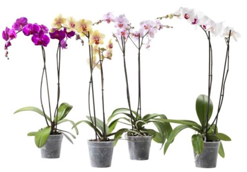 Рослина Орхідеї 9*25 мікс