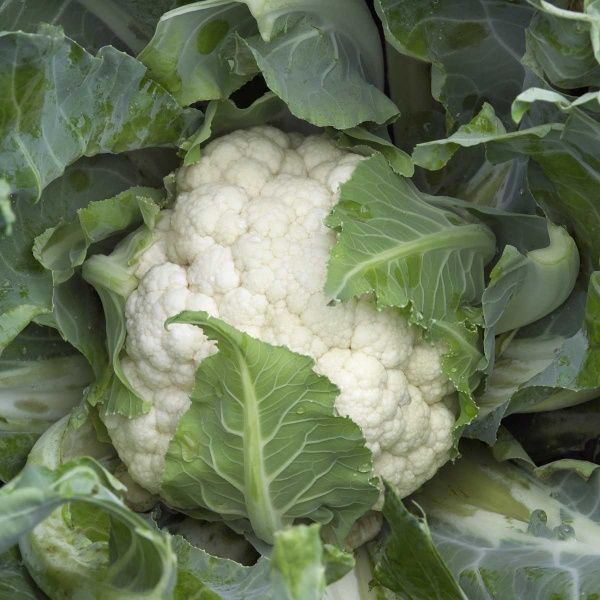 Семена Професійне насіння капуста цветная Каспер F1 20 шт. (4823058207230)