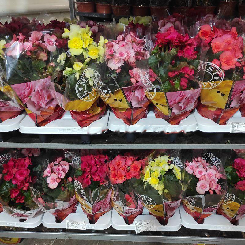 Рослина Бегонія 14x30 мікс