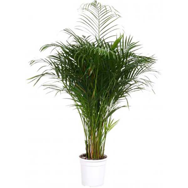 Растение комнатное Пальма Арека
