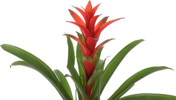 Растение Гузмания сортовая керамика 12х55 см