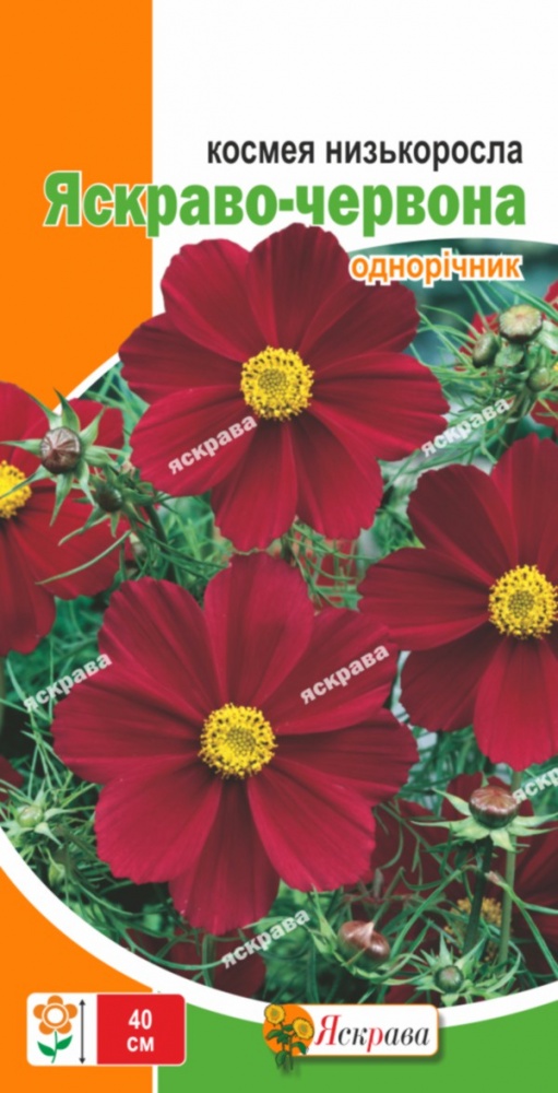 Насіння Яскрава космея низькоросла Яскраво-червона